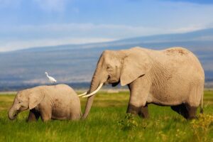 African-Elephant-mother-with-her-calf-in-the-swamp-art-2---L-compressor