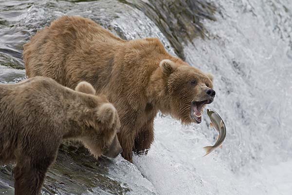 a brown bear fishing in alaska