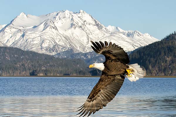 A Bald Eagle flying with the backdrop of one of Alaska's  glacier's Grewingk.
