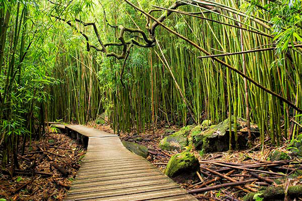 Hawaii_Bamboo_Trail_Haleakala-Park