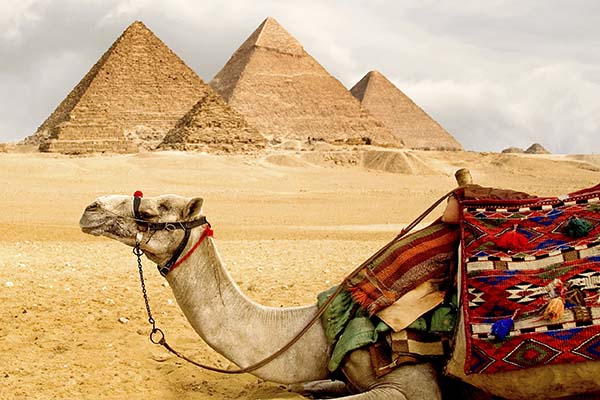 Middle_East_Animal_Egypt_Camel_Pyramids