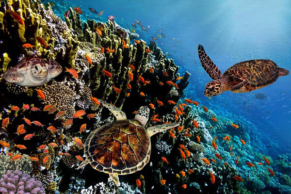 South_Pacific_Turtle-underwater_Galapagos_Islands